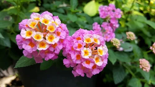 Miniatura 5 de Lantana - Planta viva para plantar al aire libre, juego de 2 plantas Lantana vivas, de 4 a 7 pulgadas de alto, plantas perennes Lantana, listas