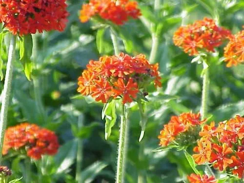 Miniatura 2 de 300 semillas de flor de calcedonica Lychnis Cruz de Jerusalén