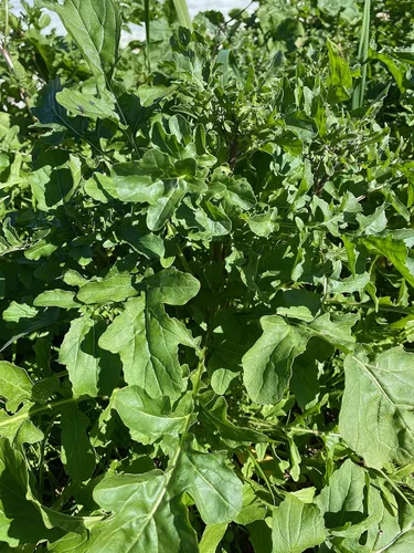 Miniatura 4 de Plant Good Seed Semillas orgánicas de rúcula Astro para plantar: ensalada picante verde para esporuting, hojas verdes suculentas - Paquete de 600