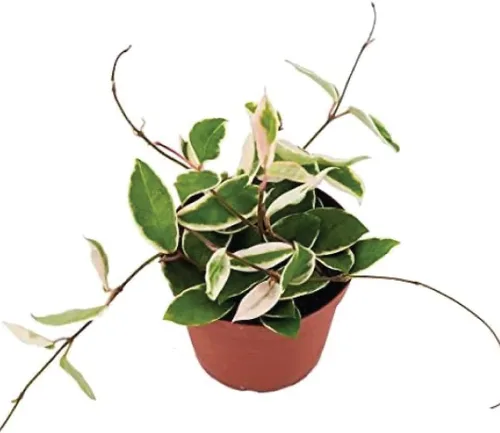 Miniatura 9 de American Plant Exchange Plantas Hoya surtidas, macetas de 4 pulgadas, paquete de 3, enredaderas de cera con flores vivas, plantas