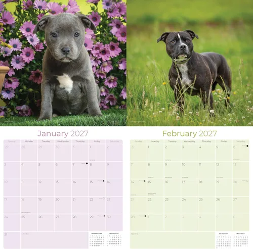 Miniatura 2 de Calendario 2025 2026 de Pitbull - Calendario de pared mensual de la raza de perro Staffordshire Bull Terrier - 12" x 24" abierto - Papel grueso sin
