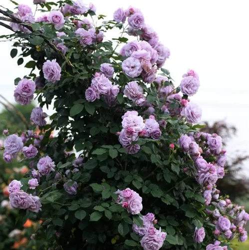 Miniatura 4 de 100 semillas de rosas trepadoras moradas raras sin OMG