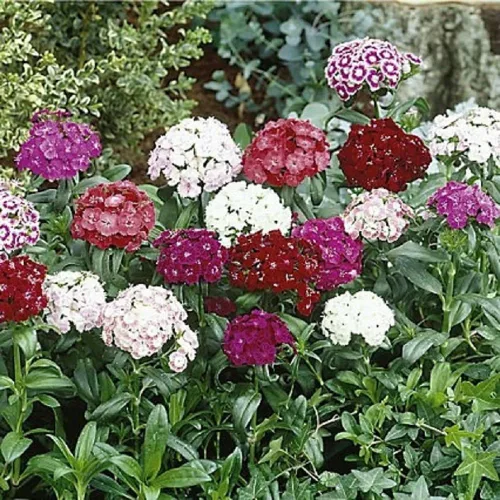 Miniatura 4 de Sweet William Flowers 100+ semillas, hermosos racimos