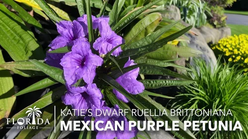 Miniatura 2 de Katie's Dwarf Mexican Petunia Purple 3 plantas vivas Ruellia brittoniana Perenne de floración compacta Polinizador de bajo crecimiento