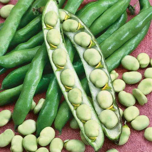 Miniatura 11 de Eden Brothers Semillas de frijol (arbusto) - Semillas Landreth sin hilos sin OMG para plantar, 1 onza Semillas vegetales de alto rendimiento