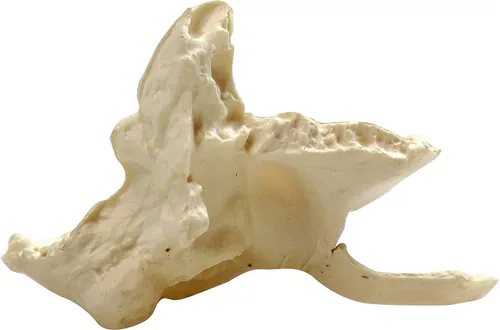 Miniatura 4 de Parco Scientific PB00157 Cráneo de plástico totalmente desarticulado de 22 partes