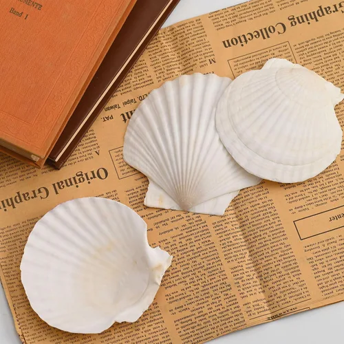 Miniatura 6 de 10 conchas de vieiras, conchas marinas blancas de 4 a 5 pulgadas, para manualidades, pintura, fiestas temáticas oceánicas y decoración del hogar.