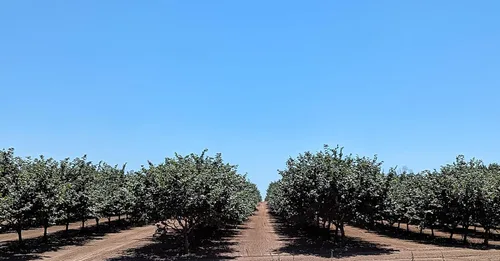 Miniatura 4 de Avellanas en cáscara, cultivadas en el huerto de nuestra familia en el estado de Washington (crudo, 8 libras)