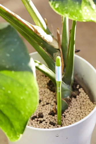 Miniatura 4 de Sustee Aquameter (2 verdes, medianos) - Medidor de humedad del suelo de plantas, monitor, sonda, indicador - Lo mejor para plantas en maceta