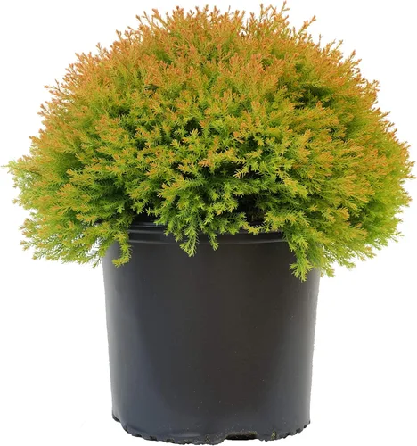 Miniatura 7 de Planta viva Green Promise Farms, Thuja occidentalis 'Smargd' Emerald Green Arborvitae #3 Contenedor de tamaño Evergreen