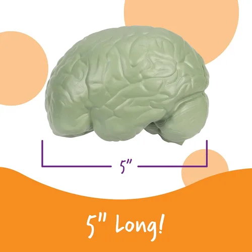 Miniatura 3 de Learning Resources, maqueta del cerebro con corte transversal