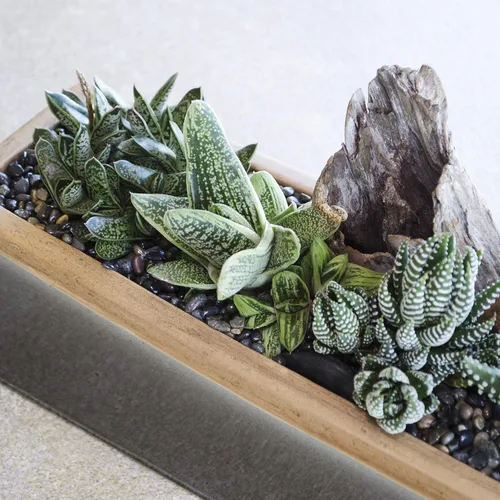 Miniatura 6 de Altman Plants, Plantas suculentas vivas, plantas de ventana vivas (8 unidades), plantas de interior vivas, plantas de interior vivas, plantas