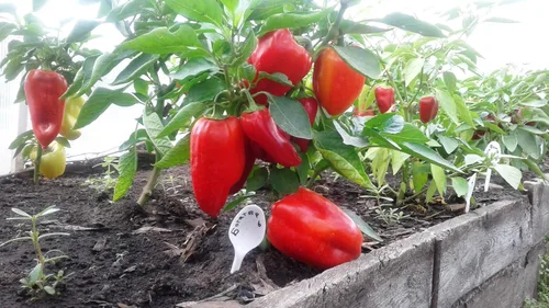 Miniatura 2 de Semillas Verduras Sweet Bell Red Giant Pepper - 30 Semillas