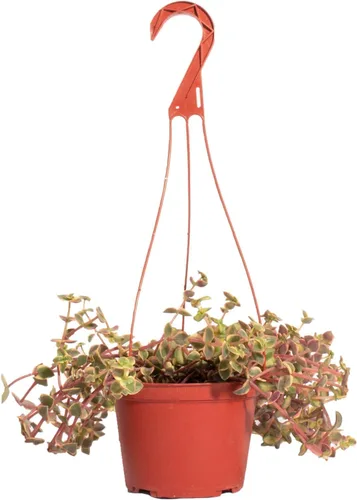 Miniatura 8 de Shop Succulents Burrito Sedum Suculenta Colgante, Planta suculenta viva de 6 pulgadas totalmente arraigada, planta de interior de bajo