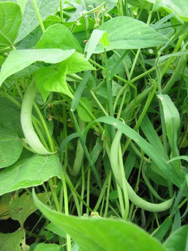 Miniatura 3 de Harvester Bush Bean - 1/4 lb-Aproximadamente 280 Semillas" - (53 días) Orgánico, Sin tratar