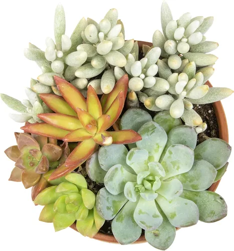 Miniatura 3 de Plants for Pets - Surtido de suculentas vivas en maceta de arcilla, jardinera para suculentas de jardín, regalos únicos de jardinería para amantes