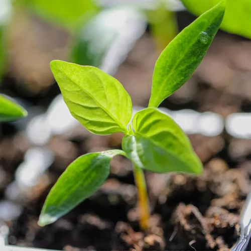 Miniatura 7 de Seed Needs Semillas de pimiento picante para plantar chiles serranos, semillas de vegetales sin OMG y sin tratar para plantar un jardín vegetal