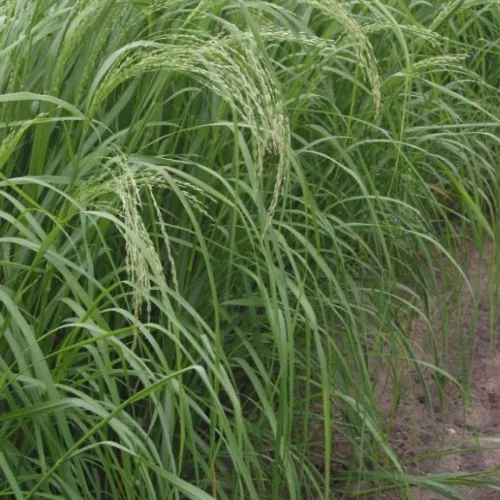 Teff (Eragrostis tef) - Paquete de 100 Semillas