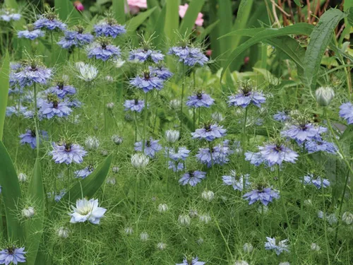 Miniatura 2 de Semillas de flores sin OMG Love in a Mist Nigella damascena (1/4 Lb) 56,000 semillas