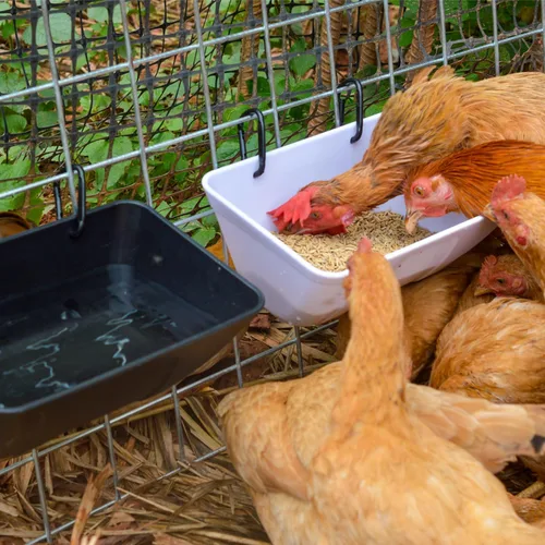 Miniatura 4 de mozoba Comedero Colgante para Pollo para Cabra, Oveja, Ciervo, Aves de Corral, Pato, Pollo, Valla de Alimentación, Contenedor de Alimentación