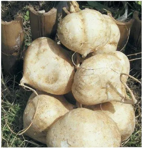 Semillas de raíz de jícama: 20 semillas grandes de jícama tailandesa. Las plantas de jícama producen varios bulbos como papas grandes..