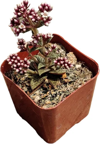 Miniatura 2 de Plantas de cactus suculentas vivas de USKC (maceta de 2 pulgadas)