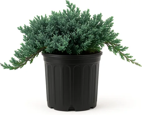 Miniatura 11 de Blue Rug Juniper Wiltonii 5 plantas vivas de 4 pulgadas Juniperus Horizontalis Cubierta de suelo rastrero, arbusto de bajo mantenimiento