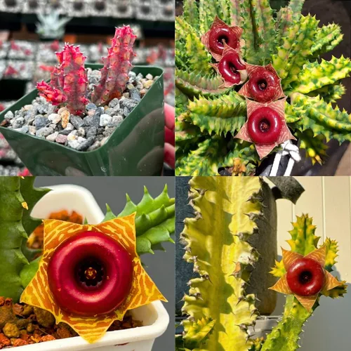 Miniatura 8 de Lifesaver Zebrina Cactus Estrella de Mar, Planta de Cactus, Cactus Rastrero Suculento Bien Enraizado en Maceta de 2", Planta de Interior Ornamental