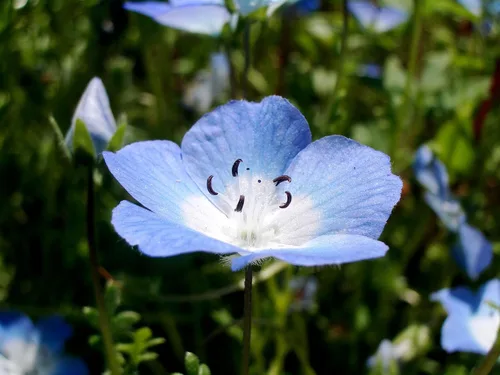Miniatura 9 de TomorrowSeeds - Semillas Baby Blue Eyes - Más de 6000 unidades - para plantar Nemophila Menziesii 2026, flor azul cielo, cubierta de suelo japonesa