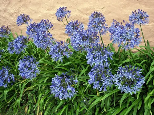 Miniatura 3 de Agapanthus Africanus Lily of the Nile Planta de tamaño grande de 1 galón Hierba de cobertura vegetal con floración de bajo mantenimiento