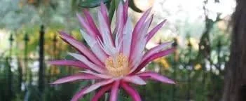 Miniatura 3 de Epiphyllum, cactus orquídea, 'RIC Rac', híbrido Ephiphyllum, Cactaceae, planta en maceta de 4 pulgadas