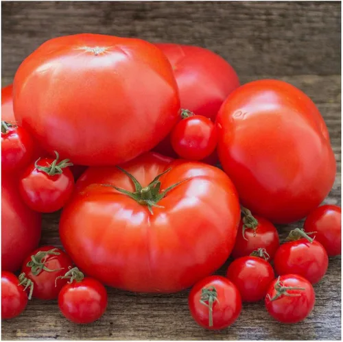 Miniatura 2 de Everwilde Farms - Semillas de tomate Beefsteak de 1 onza - Gold Vault