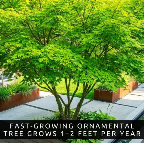 Miniatura 3 de Amur Maple Tree - Plantas vivas (Acer ginnala) – Follaje de otoño rojo brillante – Árbol ornamental resistente – Arce compacto de rápido crecimiento