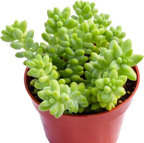 Miniatura 3 de Planta suculenta de cola de burro viva – Planta suculenta grande de 4 pulgadas – Cola de burro totalmente enraizada (Sedum Morganianum) – Mercado