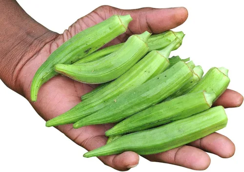 Miniatura 3 de Semillas Verde Okra Bamia (Dedo de Señora) Vegetales sin OMG para plantar