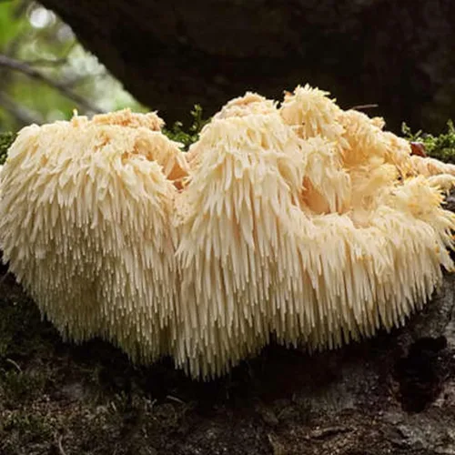 Miniatura 6 de Earthborn Elements Lion's Mane 200 cápsulas, puras y sin diluir, sin aditivos