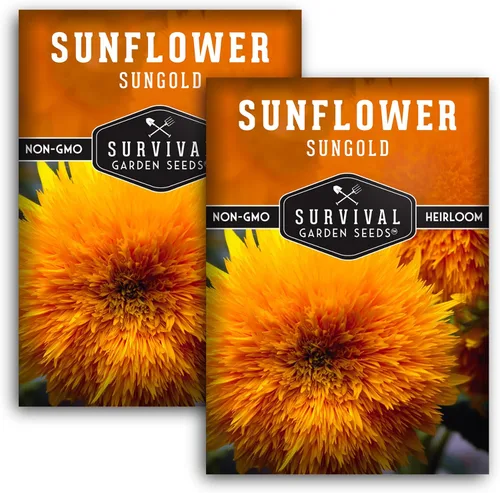 Miniatura 10 de Sungold - Semillas de girasol de oso de peluche para plantar, flor enana con flores esponjosas de pompón, reliquia, variedad sin OMG, semillas