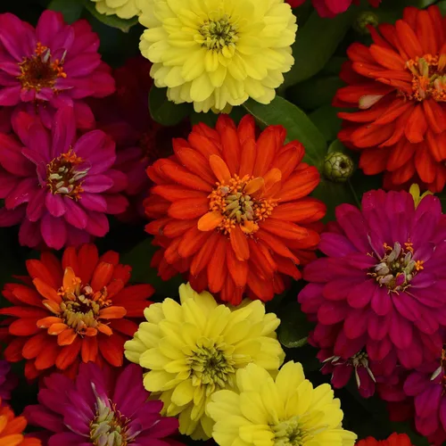 Miniatura 121 de Eden Brothers - Semillas de zinnia, cactus con flores, sin OMG, plantar en primavera, paquete, flores de bajo mantenimiento, zonas 3, 4, 5, 6, 7, 8