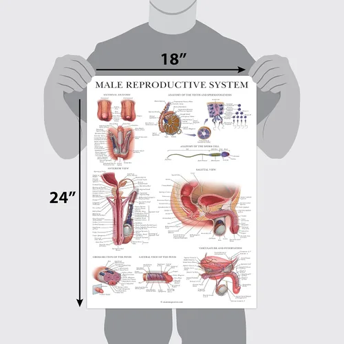 Miniatura 3 de Palace Learning Paquete de 2 gráficos anatómicos del sistema reproductivo masculino y femenino, juego de carteles de anatomía masculina y femenina