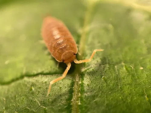 Miniatura 4 de ¡30 Roly Polys vivos Orange Smoothie! Rolie Polie Isopods de Pocket Pets. Pídelo solo si tus temperaturas están entre 20 y 95 grados