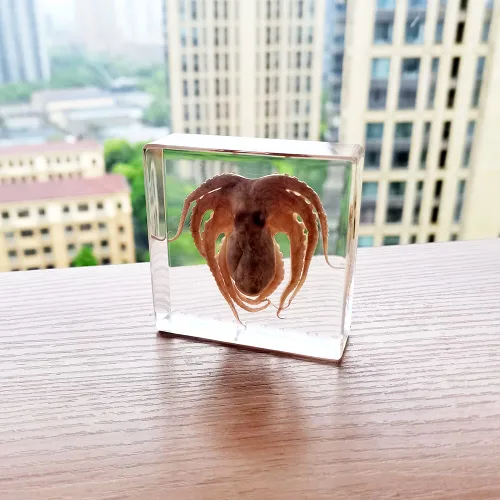 Miniatura 5 de Muestras de pulpo reales en manualidades de pisapapeles de resina, colección de taxidermia de animales para educación científica y adorno