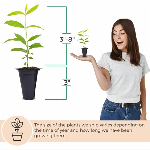 Miniatura 3 de Granada Salavatski Viva en Venta (Paquete de 4) Plantas Fáciles de Cultivar Planta de Fruta Comestible para Vida Sostenible Cultiva Tu Propia