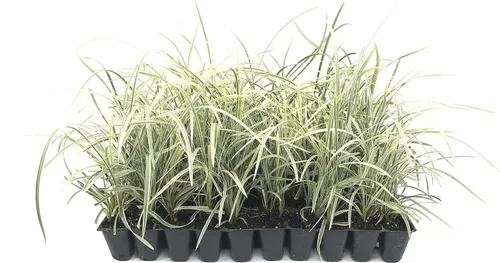 Miniatura 2 de Hierba azteca - 3 plantas vivas - Liriope Ophiopogon Intermedius Argenteomarginatus Evergreen Cubierta del suelo