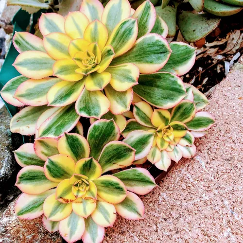 Blissful 5 Rosetas de Aeonium de 2 a 6 pulgadas, raras 5 variedades únicas. Fácil de cultivar, tolerante a la sequía y perfecto para regalos,