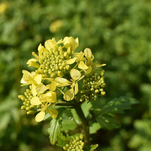 TomorrowSeeds - Spicy Brown Mustard Green Seeds - 18,000+ Count - For 2026 Planting Brassica Garden Yellow Black Cover Crop Radish Vegetable