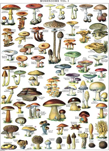 Miniatura 4 de Paquete de 4 pósteres vintage de flores y hongos - Cuadros de referencia de identificación botánica floral y micología y hongos Volumen 1 y 2
