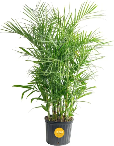 Miniatura 17 de Costa Farms Palma de Cola de Caballo, Planta Viva en Maceta Decorativa, Fácil de Mantener, Planta de Interior Perfecta para el Hogar, Habitación u