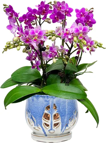 Miniatura 16 de W&W Maceta de orquídeas con agujeros y platillo para trasplantar, azul, 6.5 pulgadas