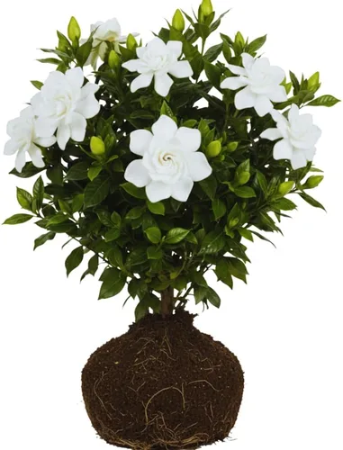 Miniatura 5 de 2 plantas de jazmín vivas, planta de flores de jazmín trepadoras, zona 4 a 11, 5 a 7 pulgadas de altura (blanco doble)