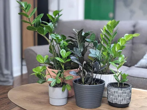 Miniatura 4 de Eleva tus plantas ZZ con la mezcla orgánica de tierra de Gardenera - Cultiva más saludable y más elegancia - 1 cuarto de galón